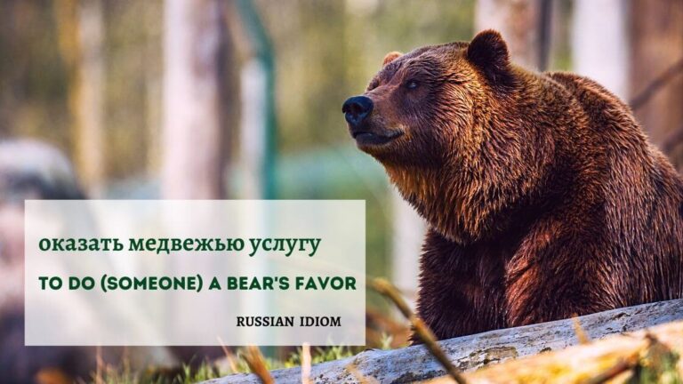 Grizzly bear in forest with proverb overlaid