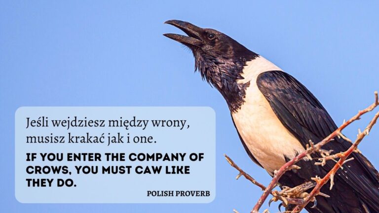 Hooded Crow on a branch with text overlaid