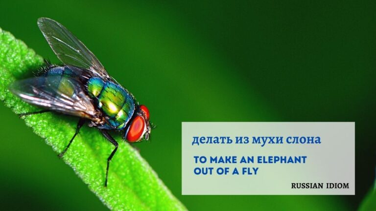Make Sure You Distinguish Elephants and Flies