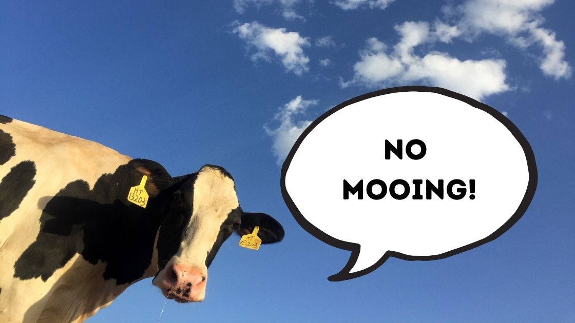 Cow with text bubble saying No mooing
