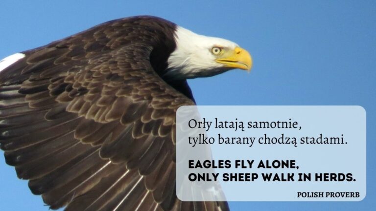 Close up of eagle flying with proverb overlaid