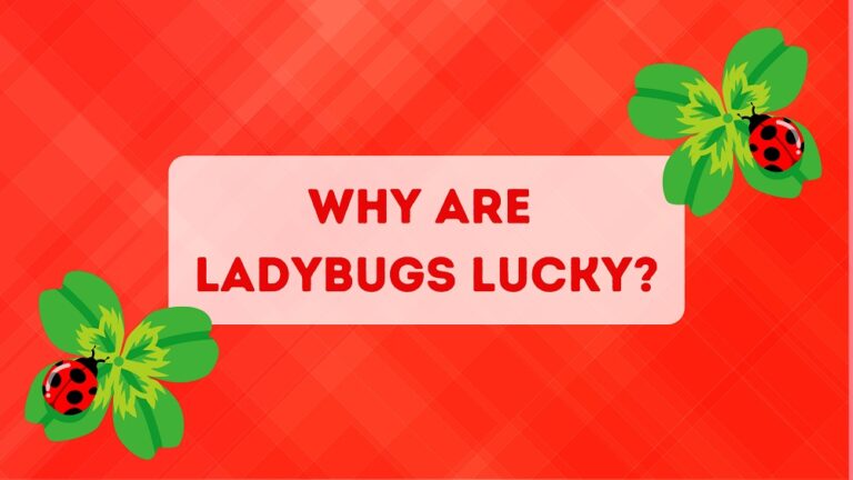 Ladybugs on four leaf clover with text about luck